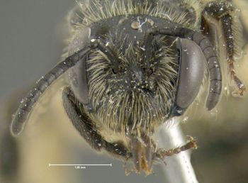 Media type: image;   Entomology 609578 Aspect: head frontal view